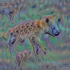 n02116738 African hunting dog, hyena dog, Cape hunting dog, Lycaon pictus